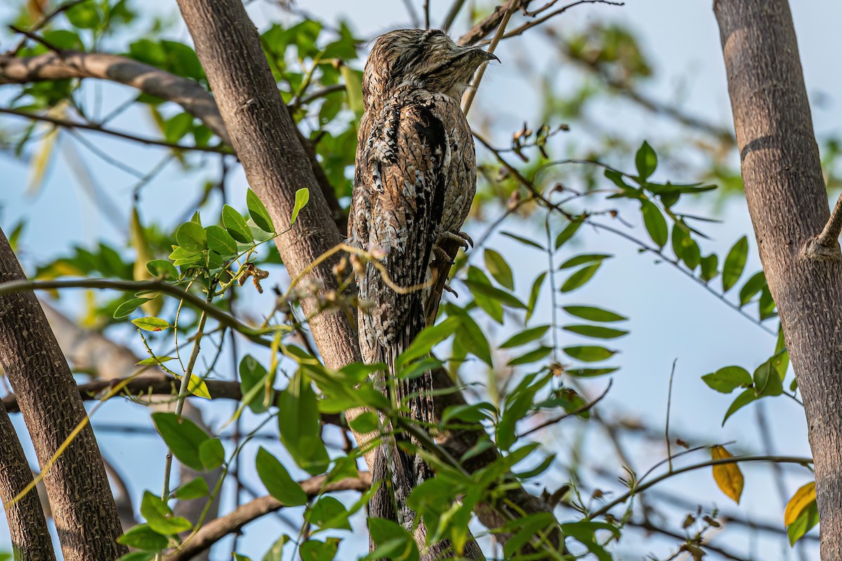 Northern Potoo (Caribbean) - ML616218572