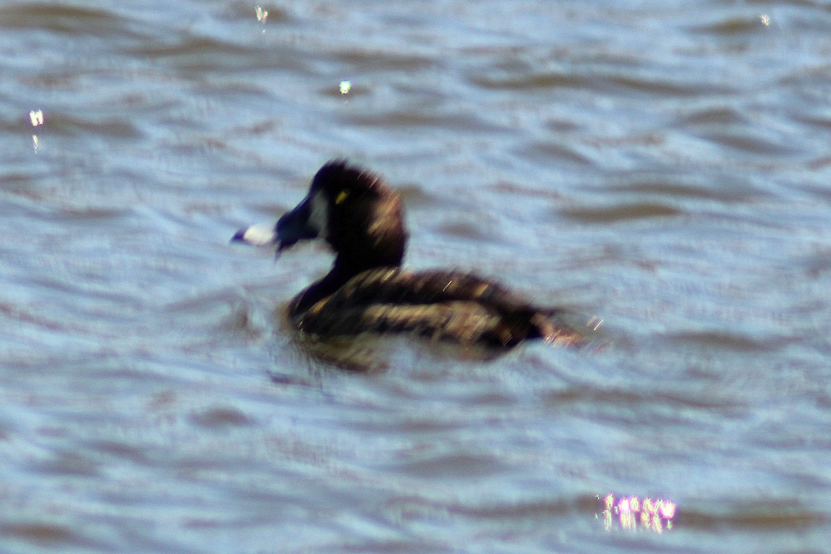 Ring-necked Duck - ML616218587