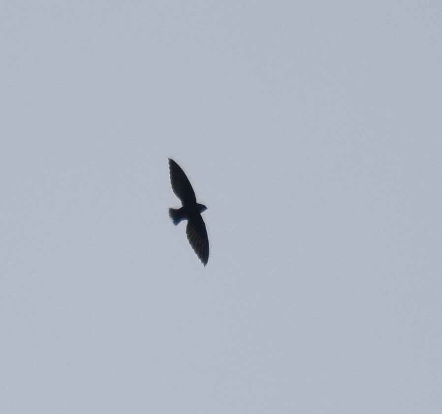 Short-tailed Swift - Bill Tweit