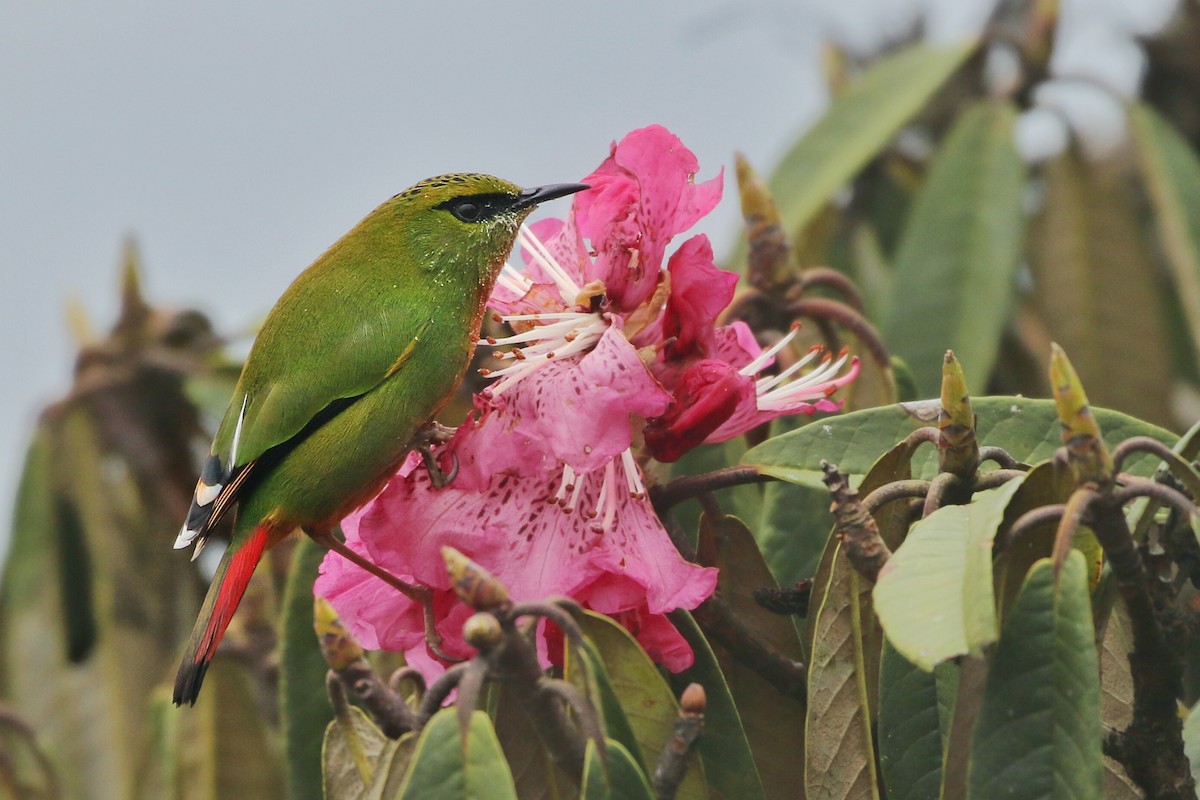 Fire-tailed Myzornis - ML616218615