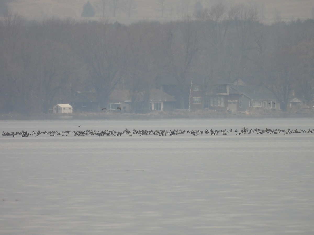 Greater Scaup - Jean Iron