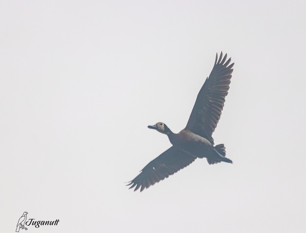 White-faced Whistling-Duck - ML616218652