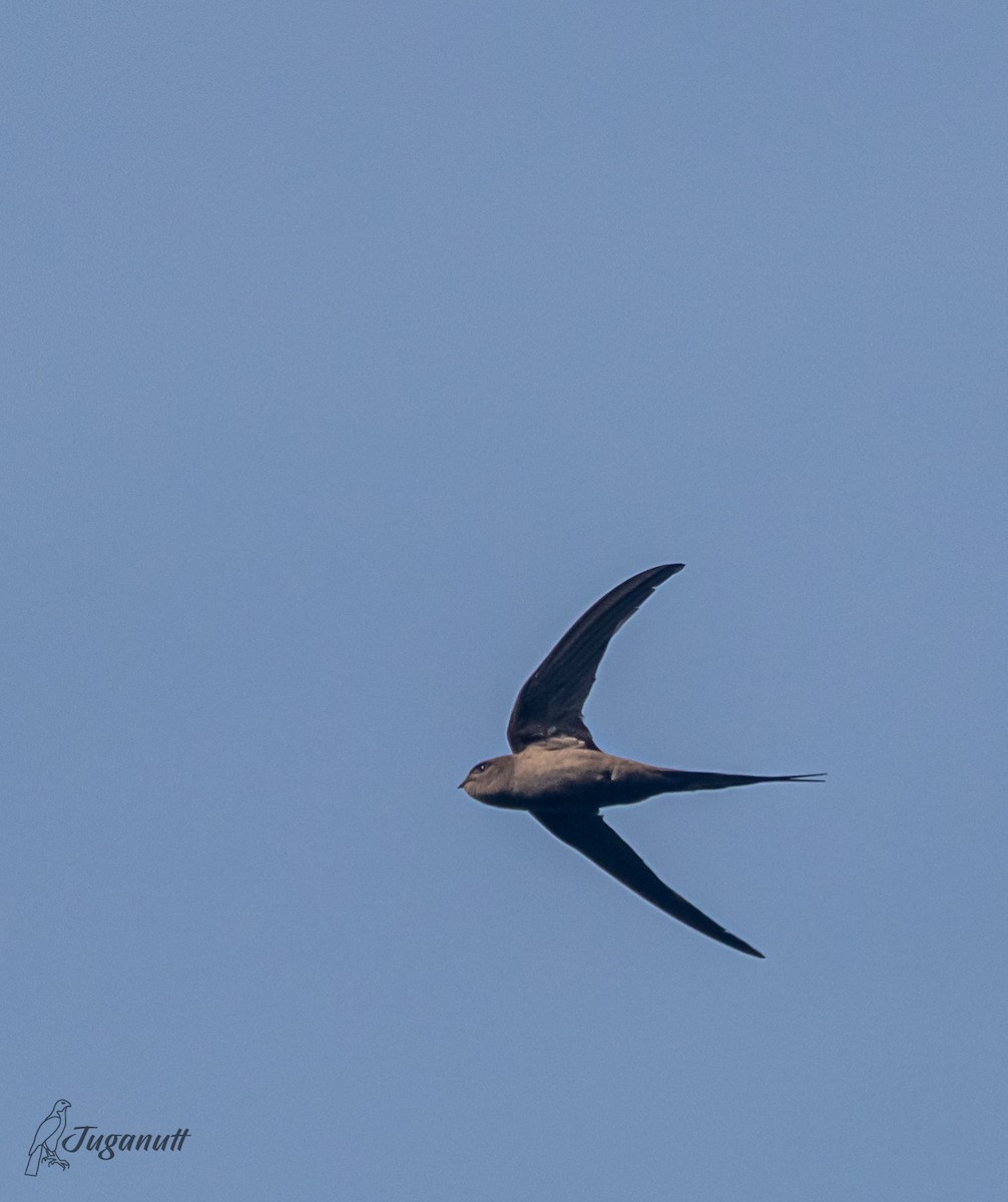 African Palm Swift - ML616218683