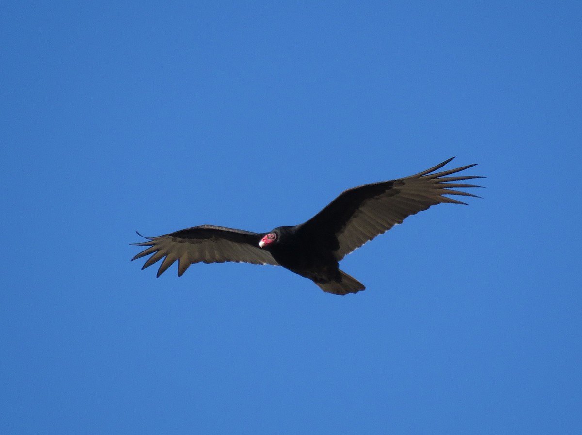 Urubu à tête rouge - ML616218784