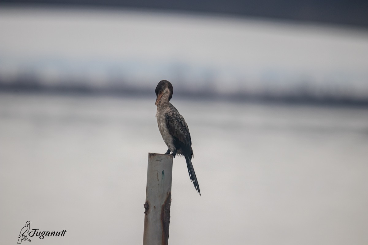 Cormorán Africano - ML616218854