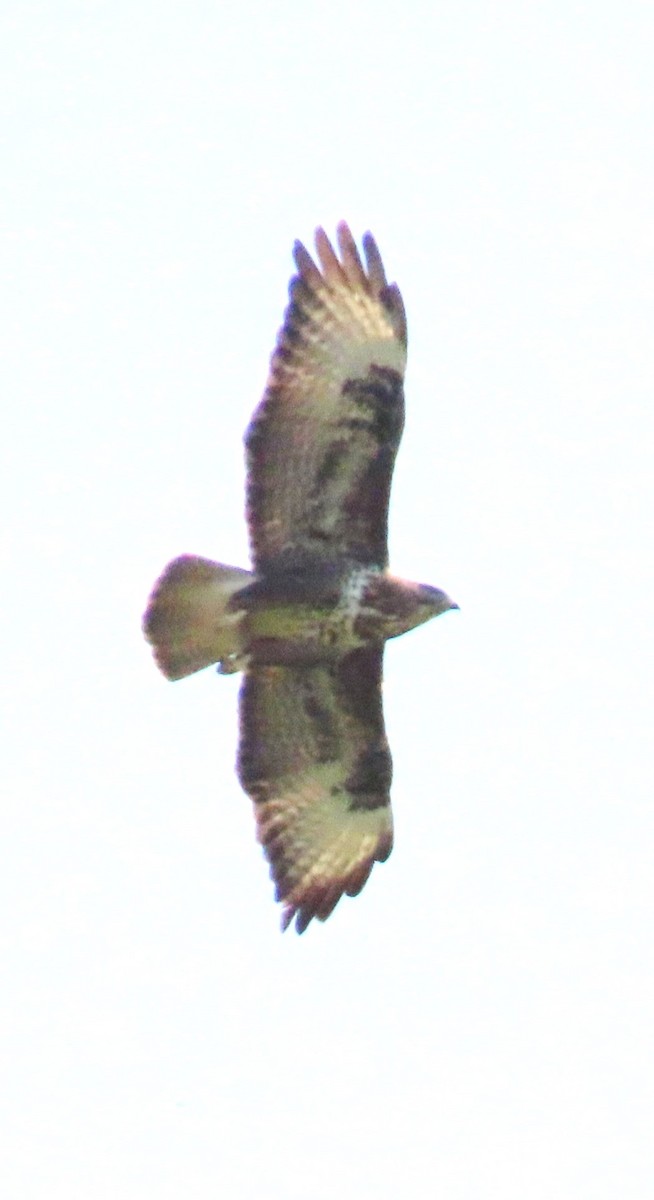 Common Buzzard - ML616218904