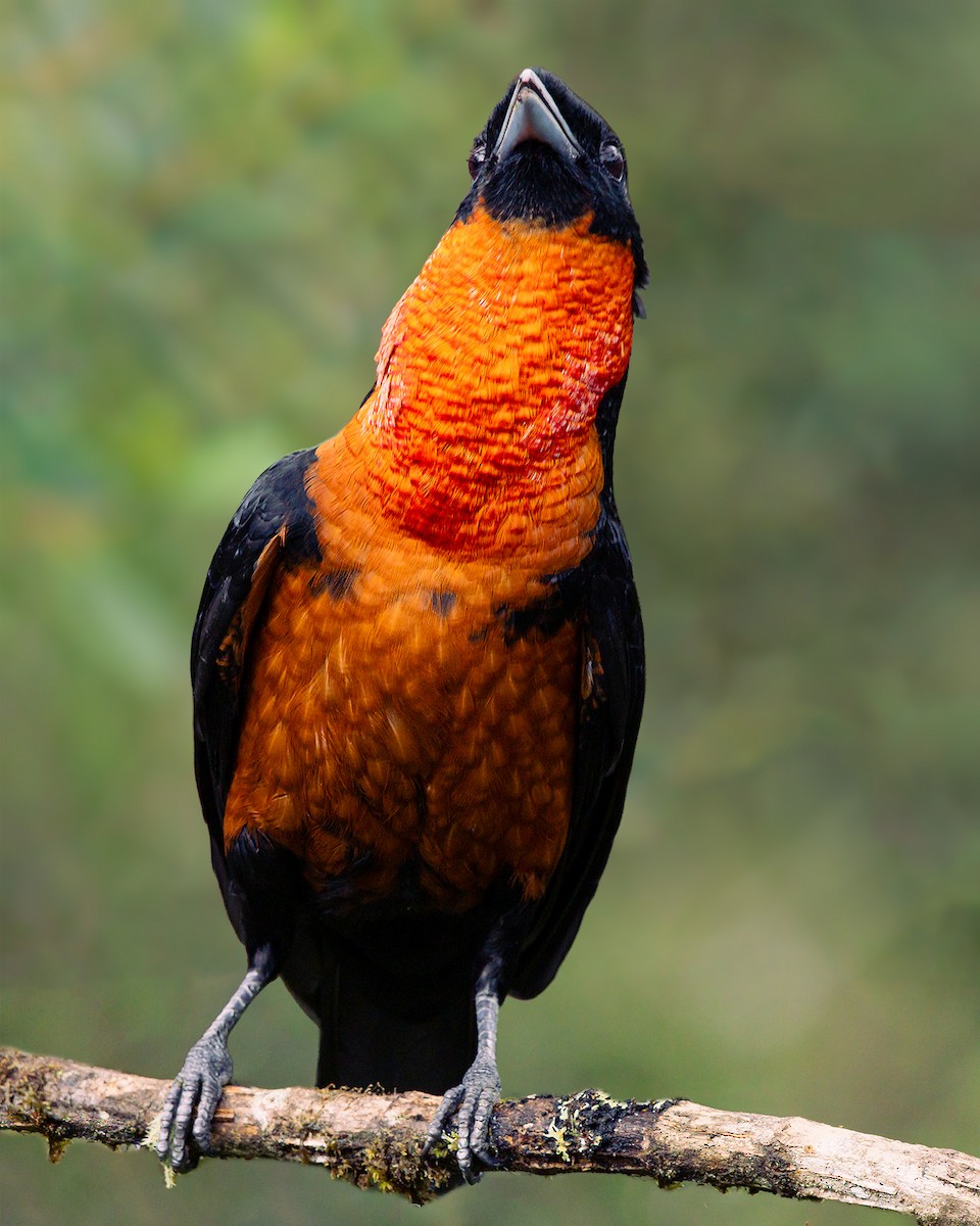 Red-ruffed Fruitcrow - ML616218907