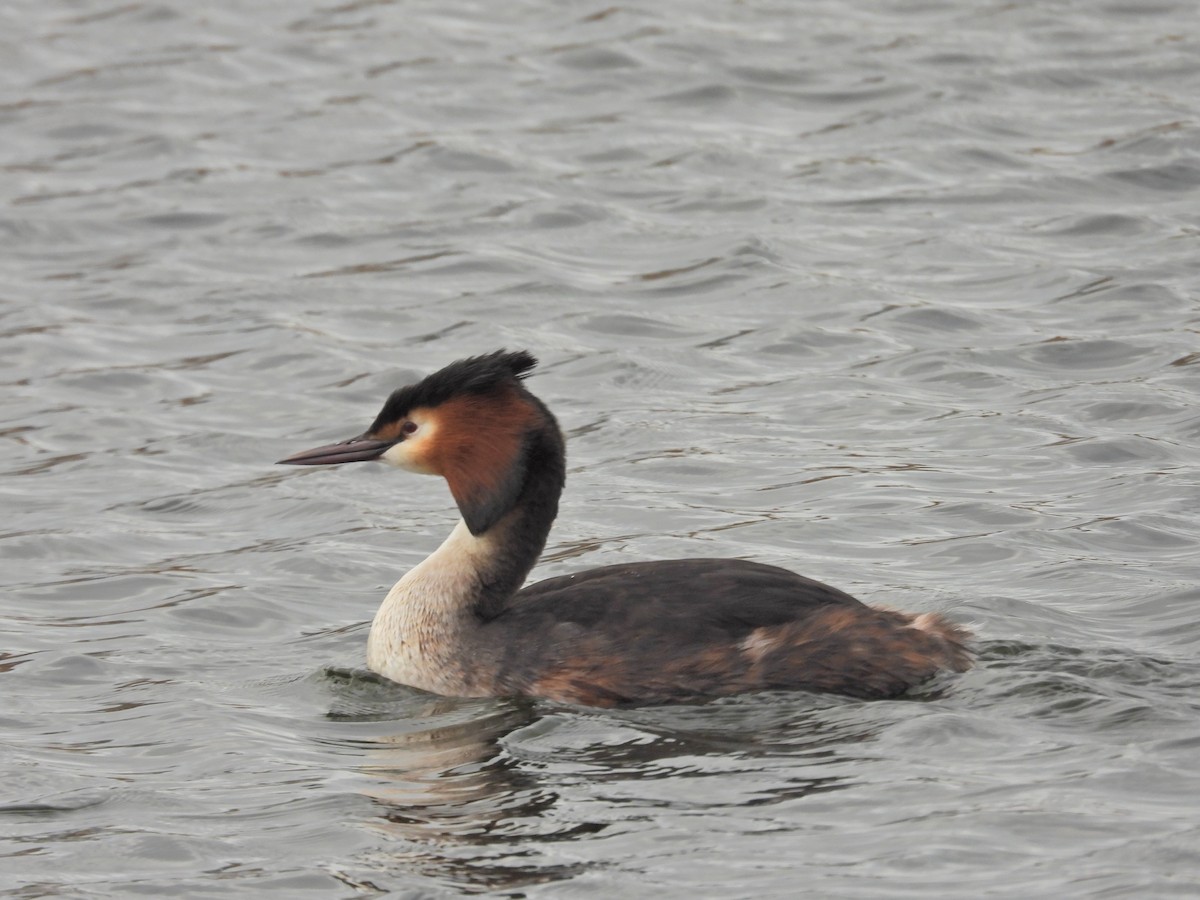 Great Crested Grebe - ML616218971