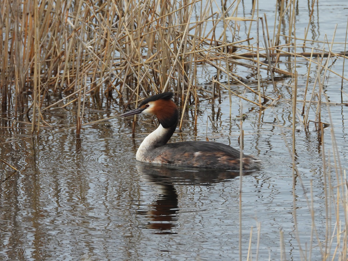 Great Crested Grebe - ML616218972