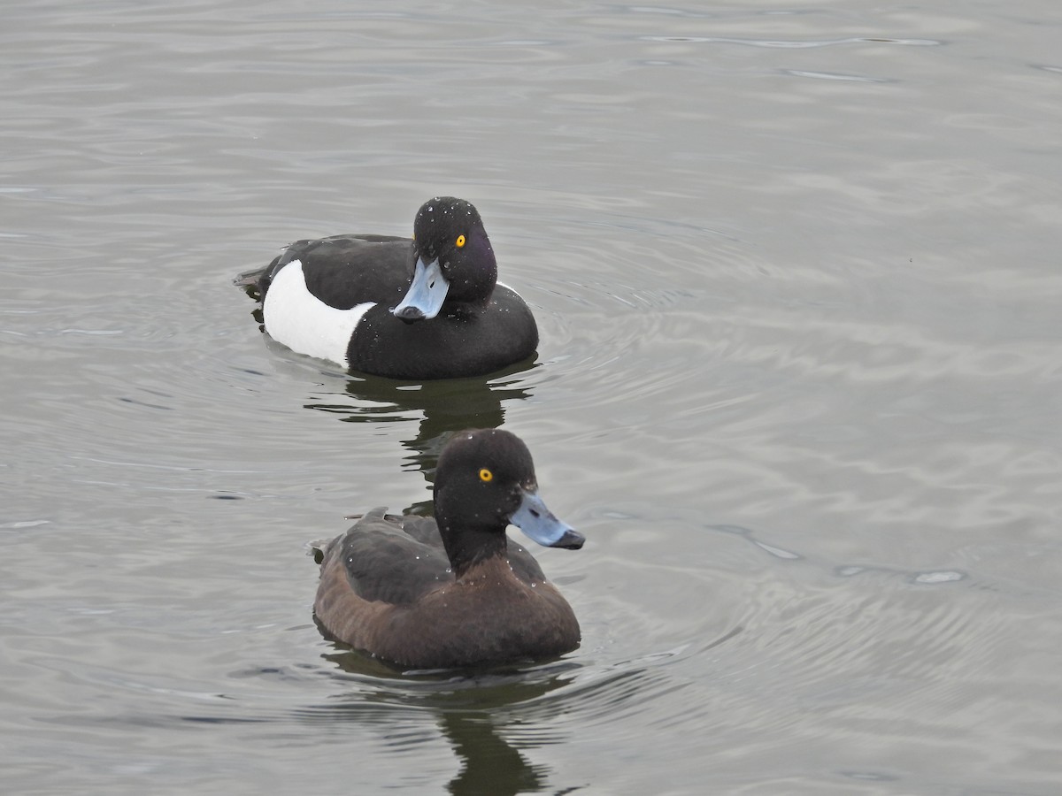 Tufted Duck - ML616218998