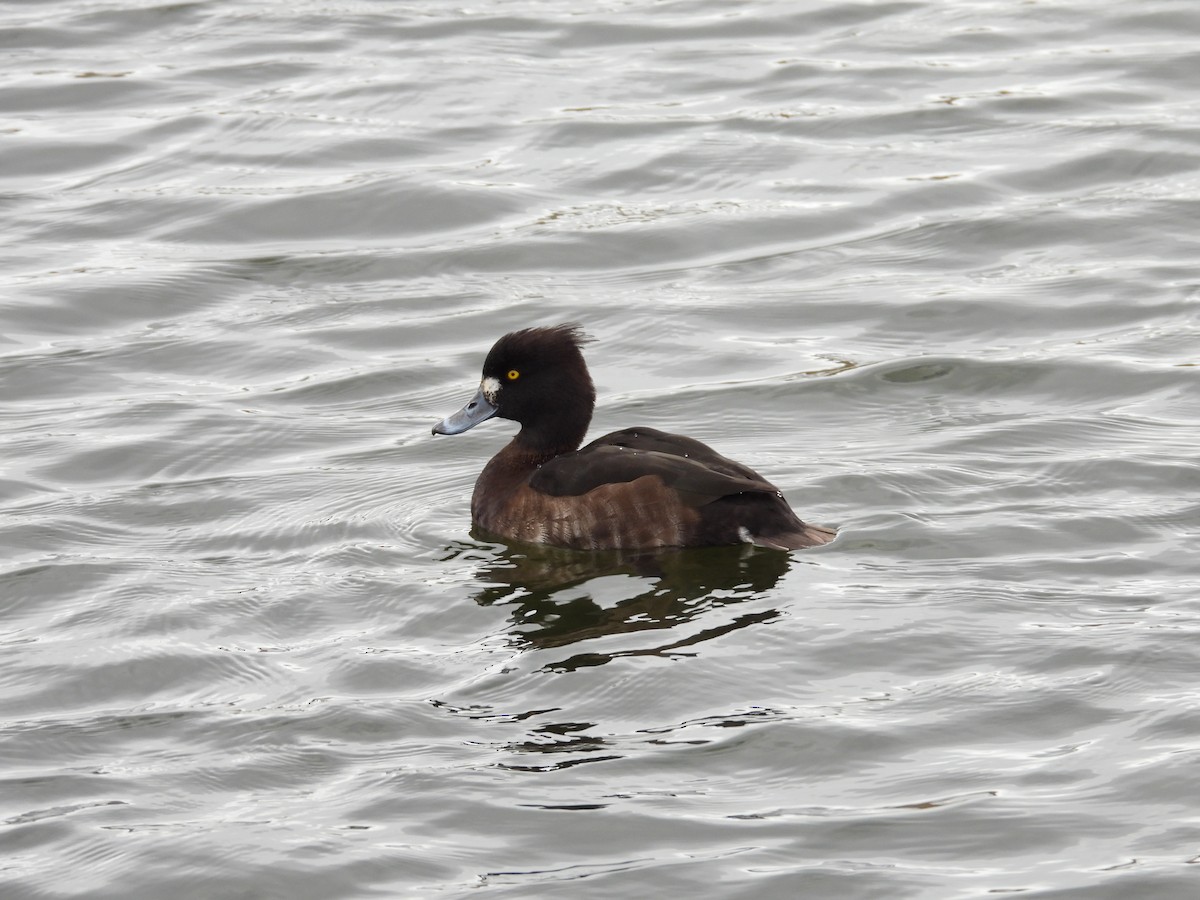 Tufted Duck - ML616219000