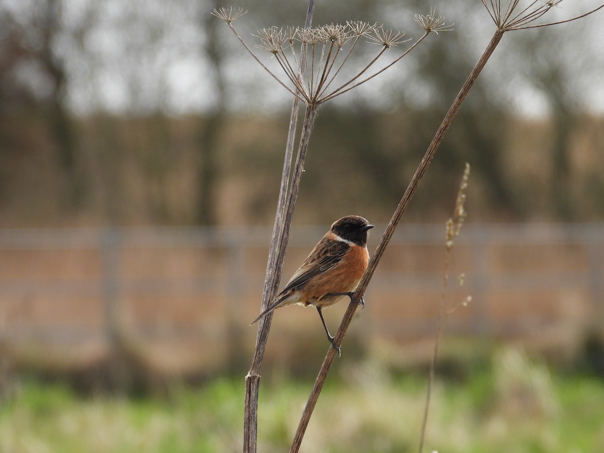 European Stonechat - ML616219007