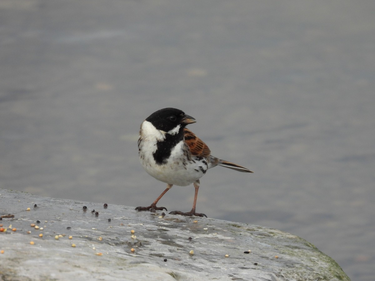 Reed Bunting - ML616219010