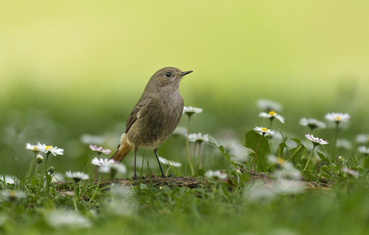 Black Redstart - ML616219031