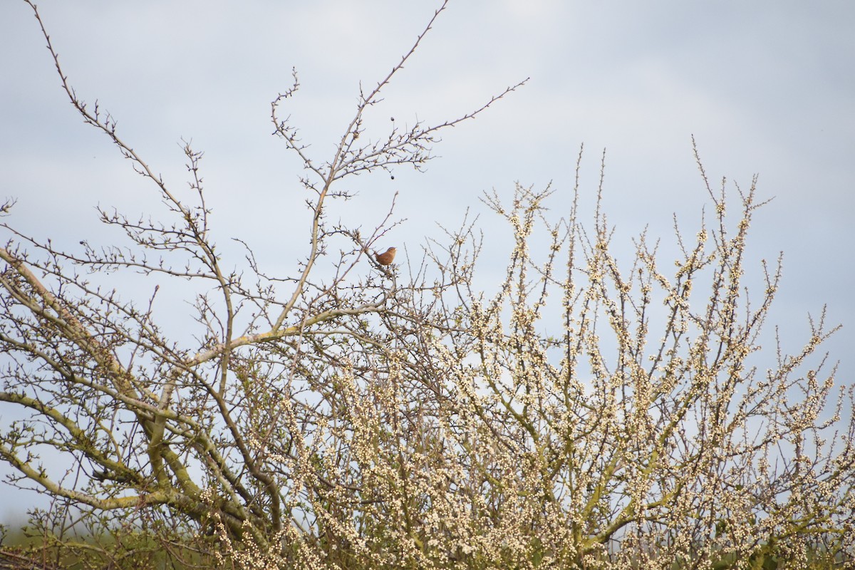 Eurasian Wren - ML616219058