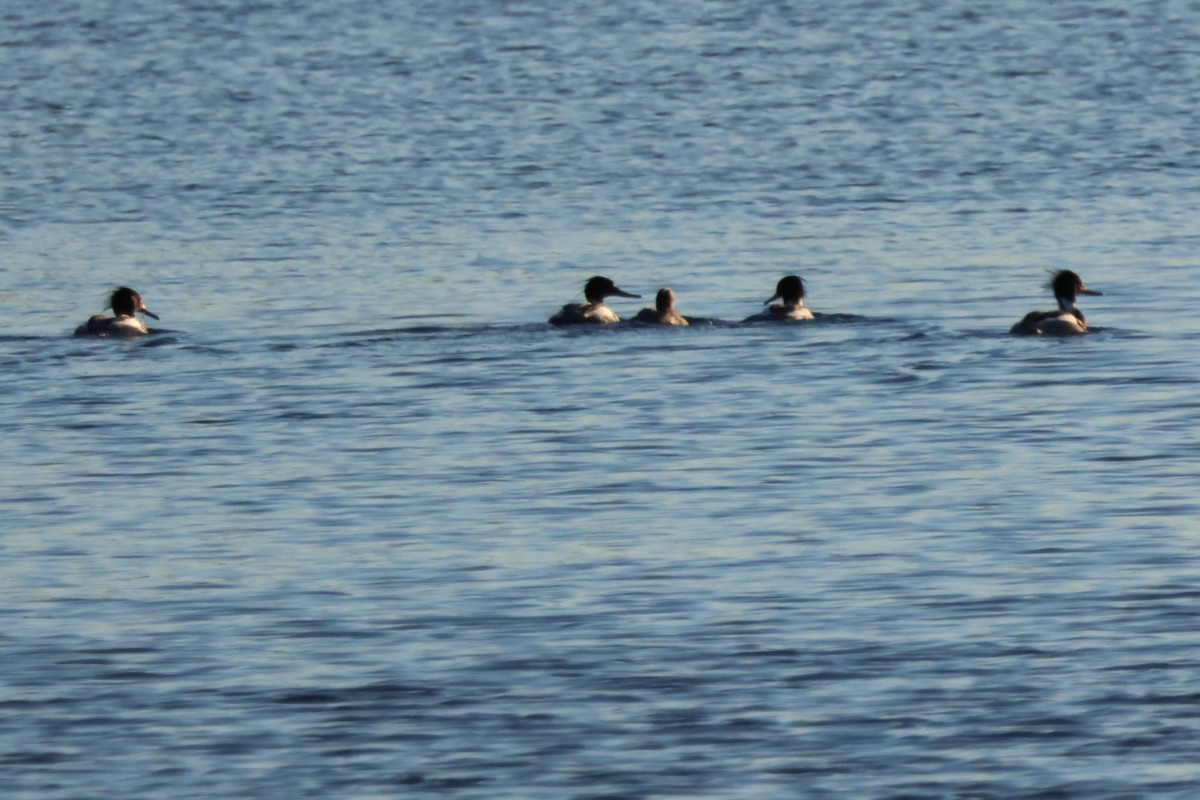 Red-breasted Merganser - ML616219059