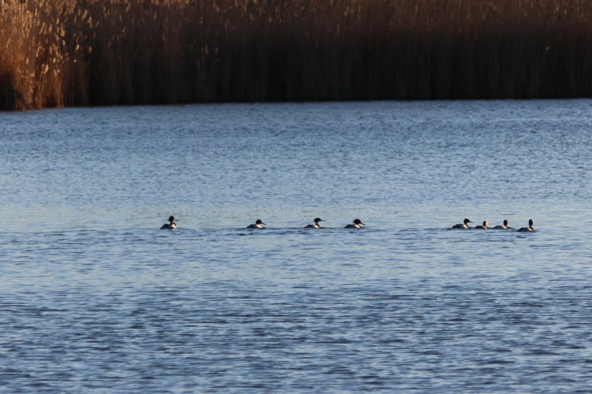 Red-breasted Merganser - ML616219060