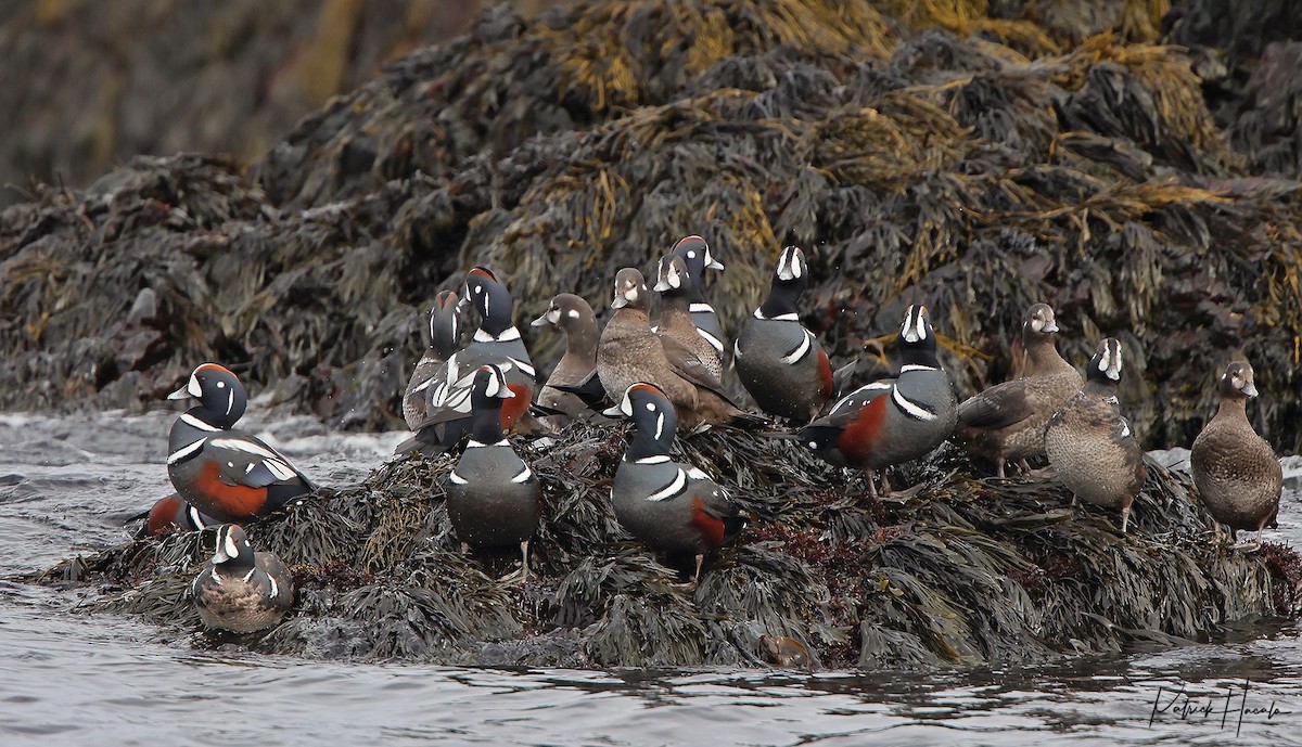 Harlequin Duck - ML616219073