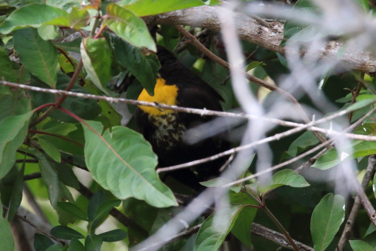 Yellow-headed Blackbird - ML616219107