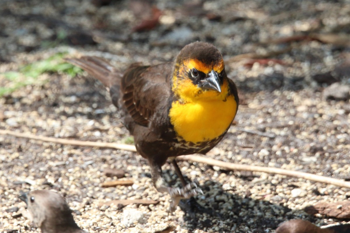 Yellow-headed Blackbird - ML616219109