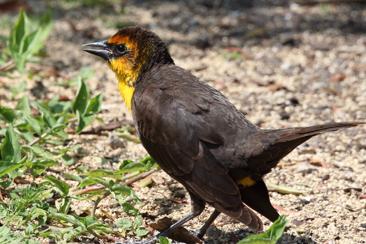 Yellow-headed Blackbird - ML616219117