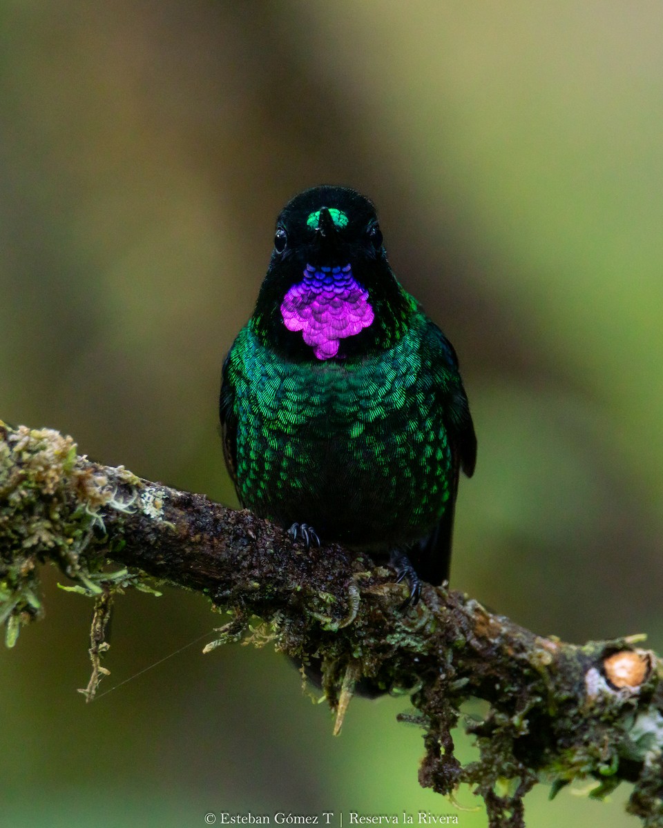 Tourmaline Sunangel - Esteban Gómez Tirado