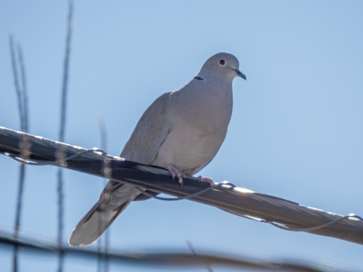 Eurasian Collared-Dove - ML616219179