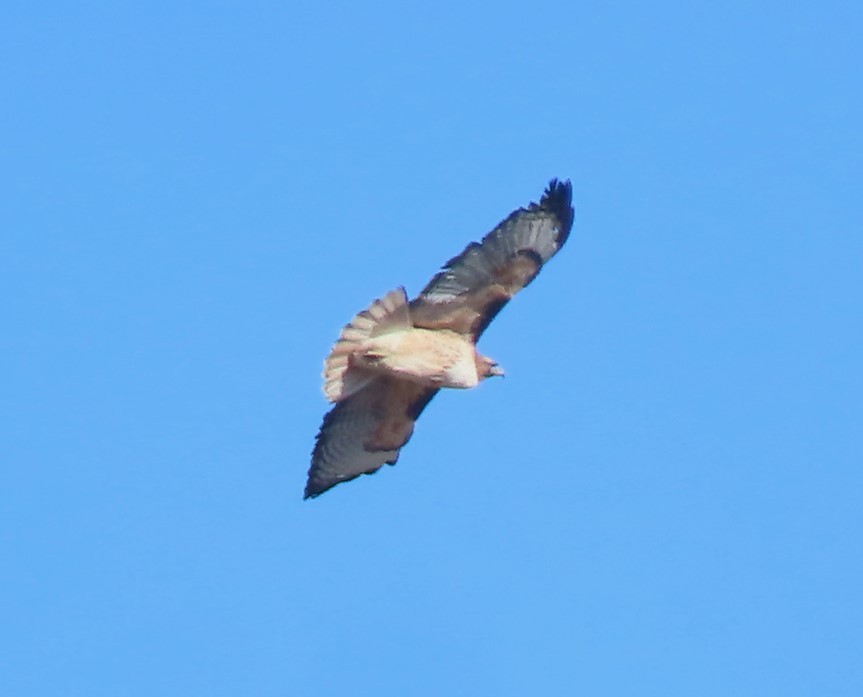 Red-tailed Hawk - ML616219251