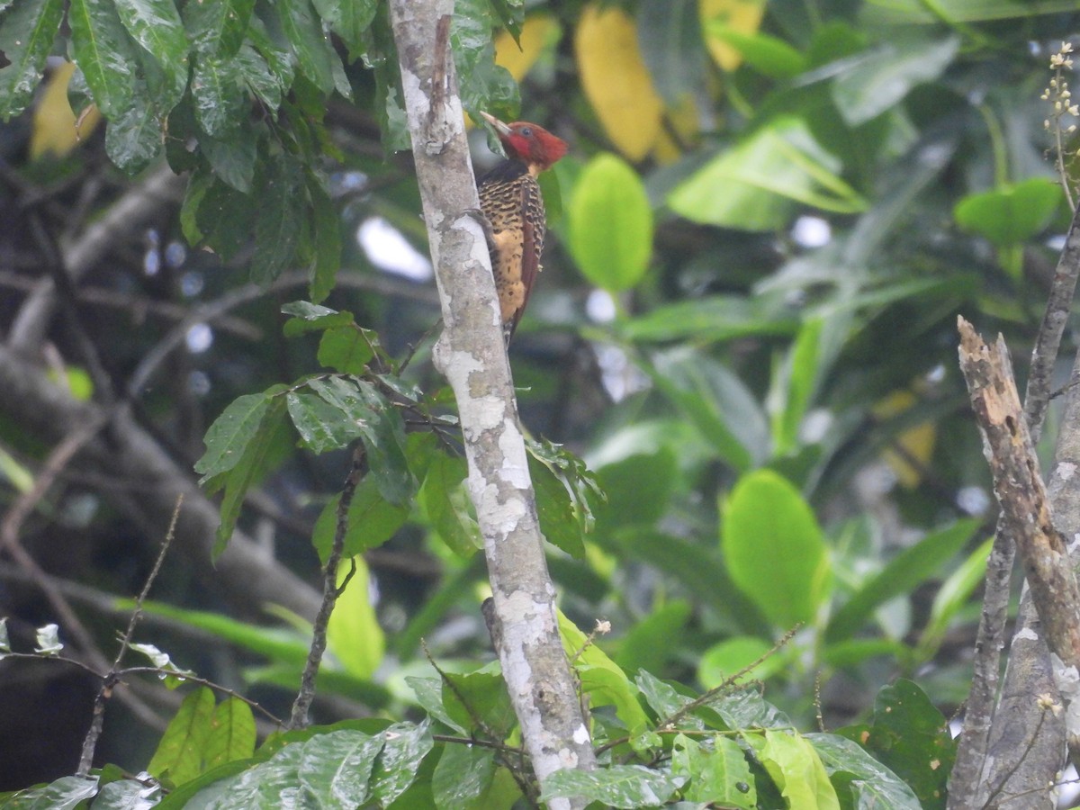 Rufous-headed Woodpecker - Usha Tatini