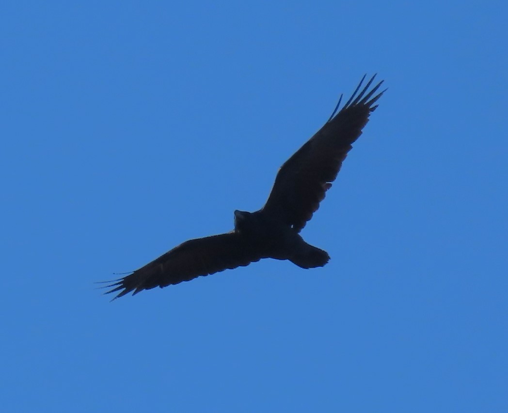 Common Raven - ML616219270