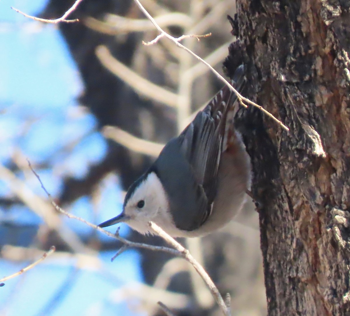 White-breasted Nuthatch - ML616219273