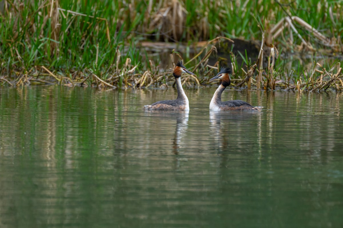 Great Crested Grebe - ML616219276
