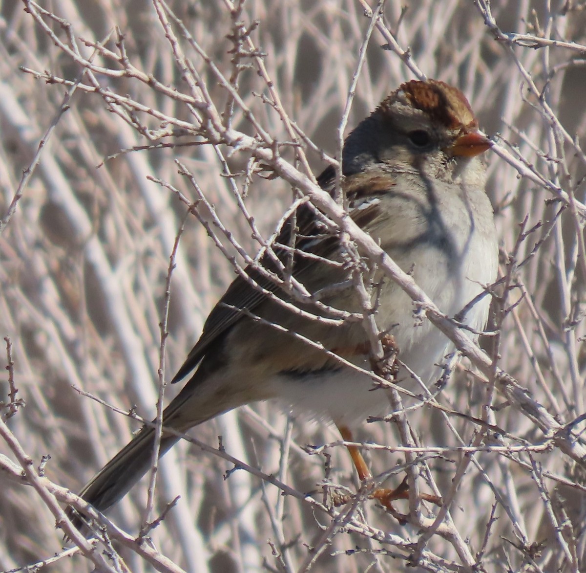 White-crowned Sparrow - ML616219287