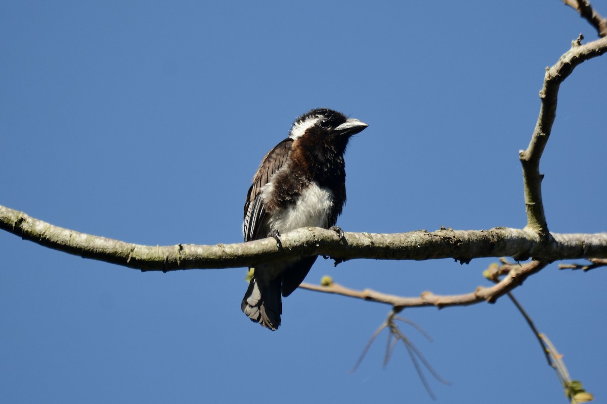 White-eared Barbet - Micheal O'Briain