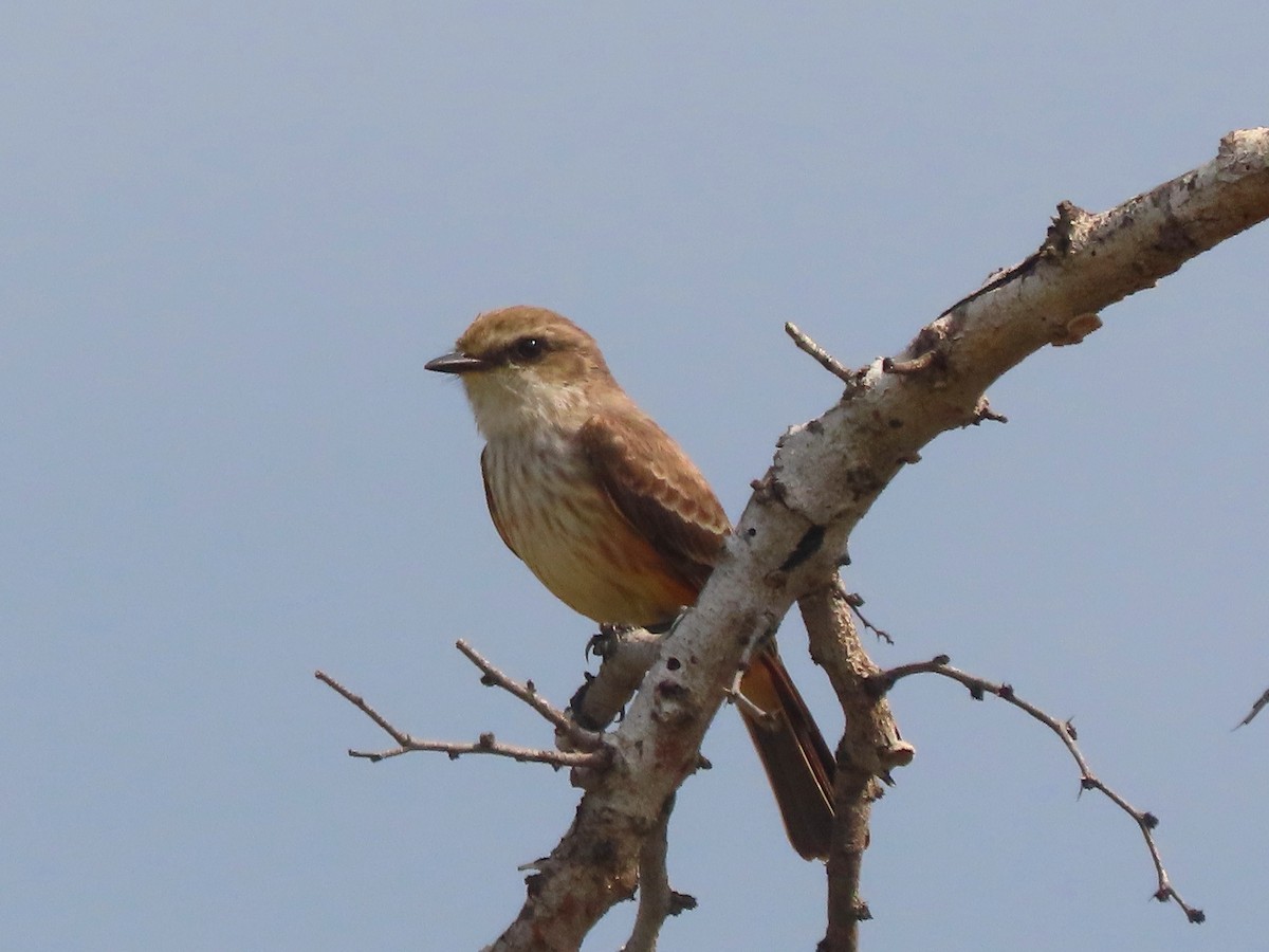 Vermilion Flycatcher - Patricia Lalonde