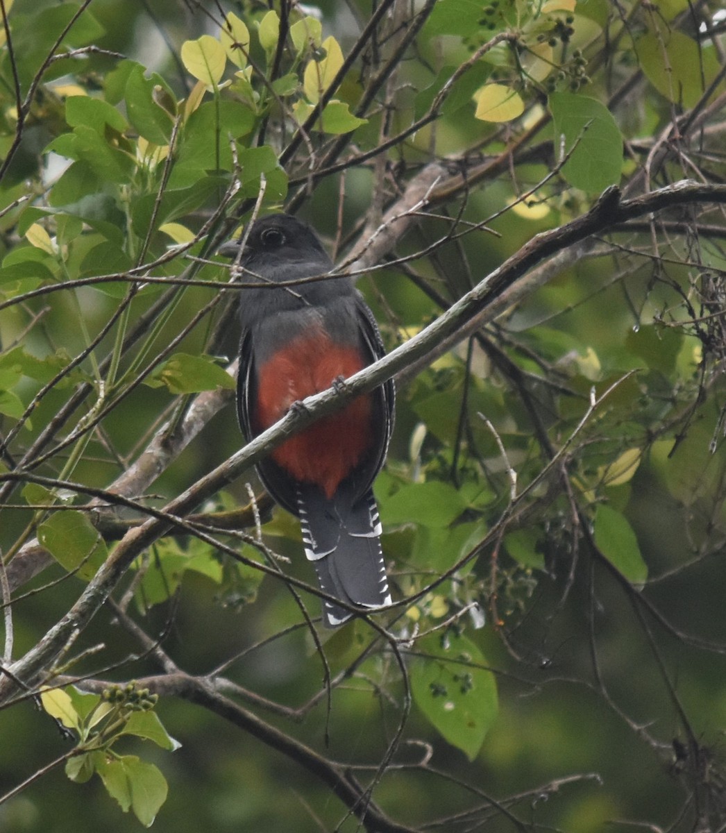 Blue-crowned Trogon - ML616219368