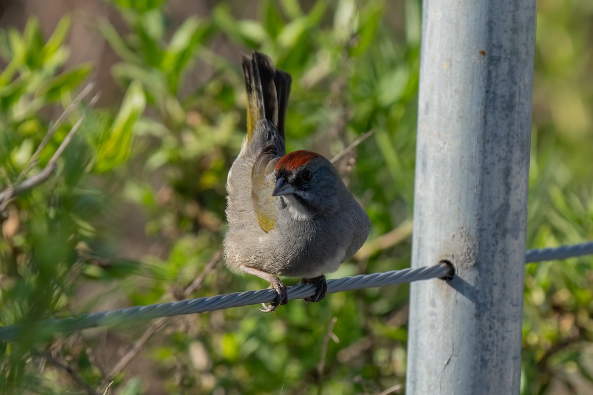 Green-tailed Towhee - ML616219403