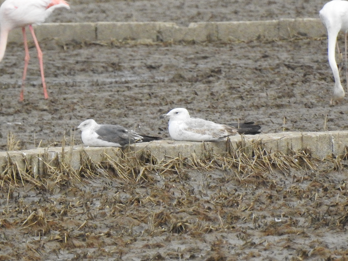 Caspian Gull - Anonymous