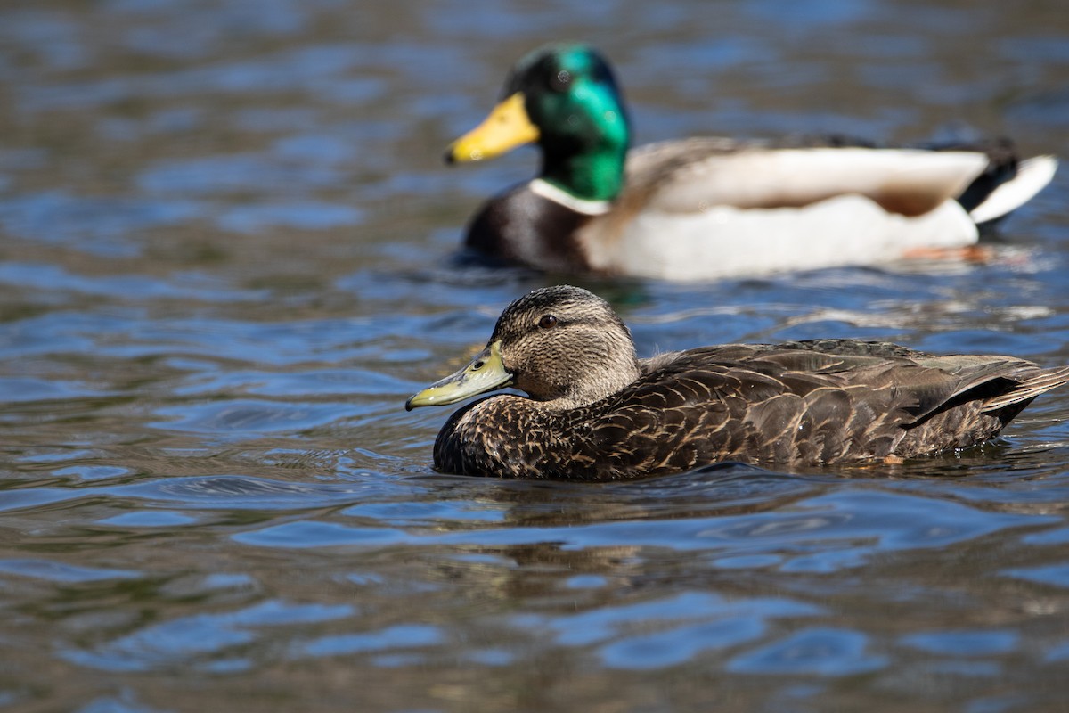 American Black Duck - ML616219508