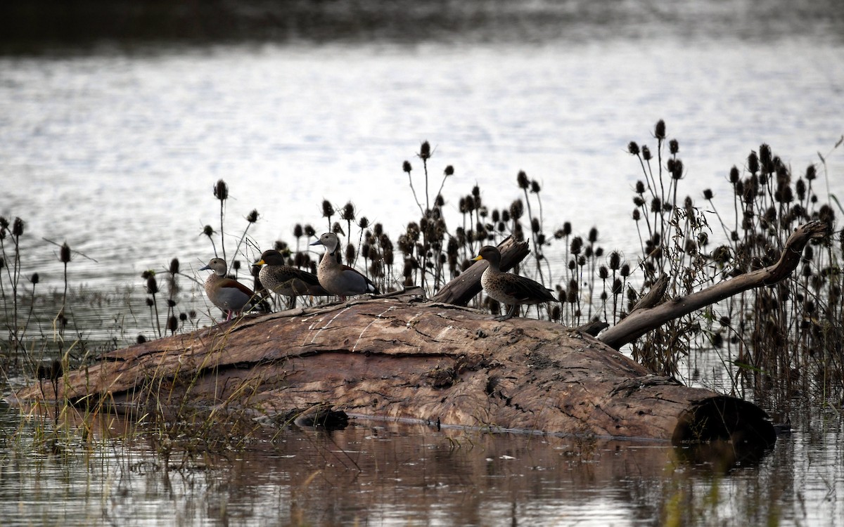 Yellow-billed Teal - ML616219516