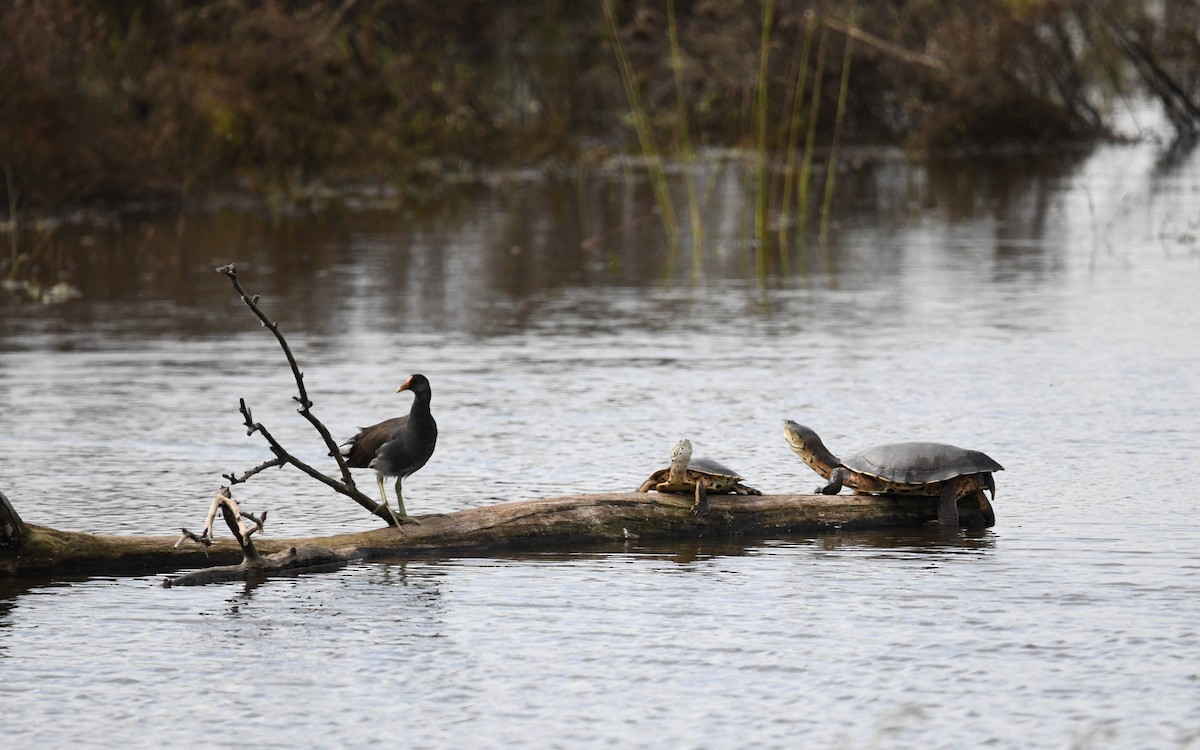 Common Gallinule - ML616219526