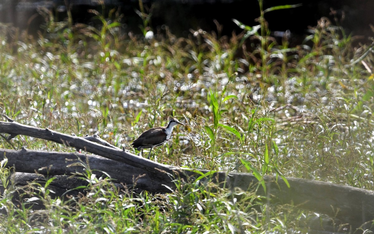 Wattled Jacana - Camilo Garcia Gonzalez