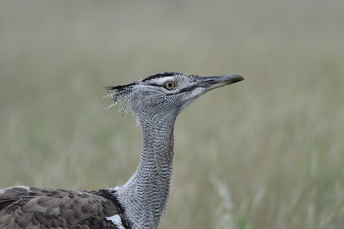 Kori Bustard - ML616219534