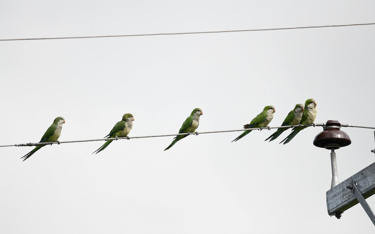 Monk Parakeet - ML616219553