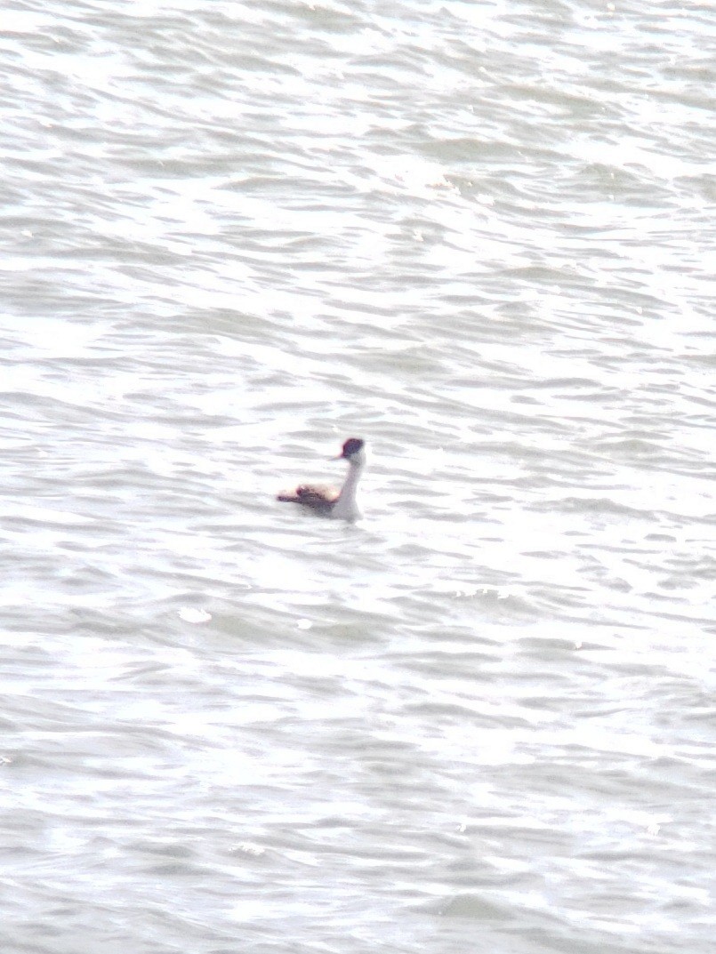 İnce Gagalı Batağan - ML616219555