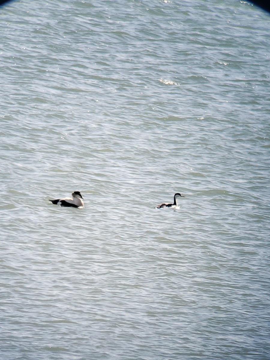 Western Grebe - ML616219556