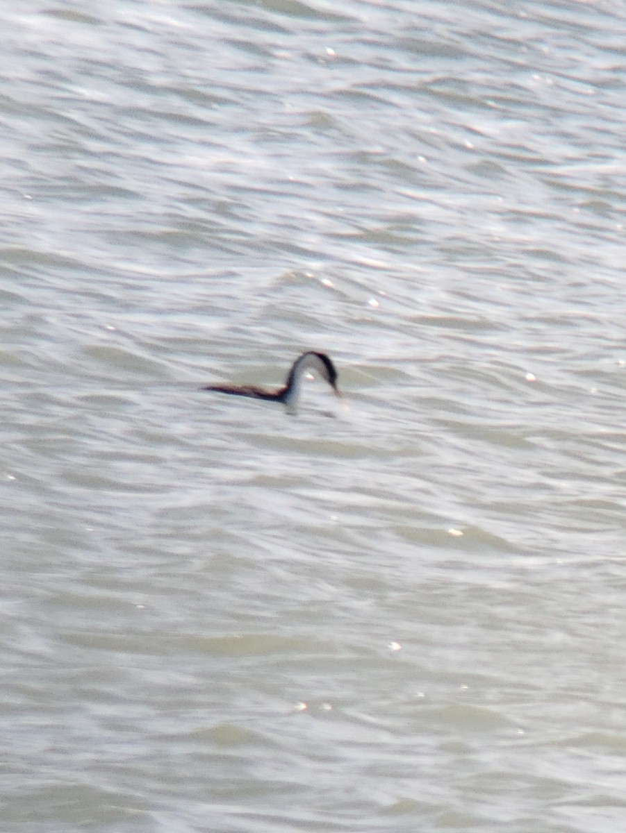 İnce Gagalı Batağan - ML616219557