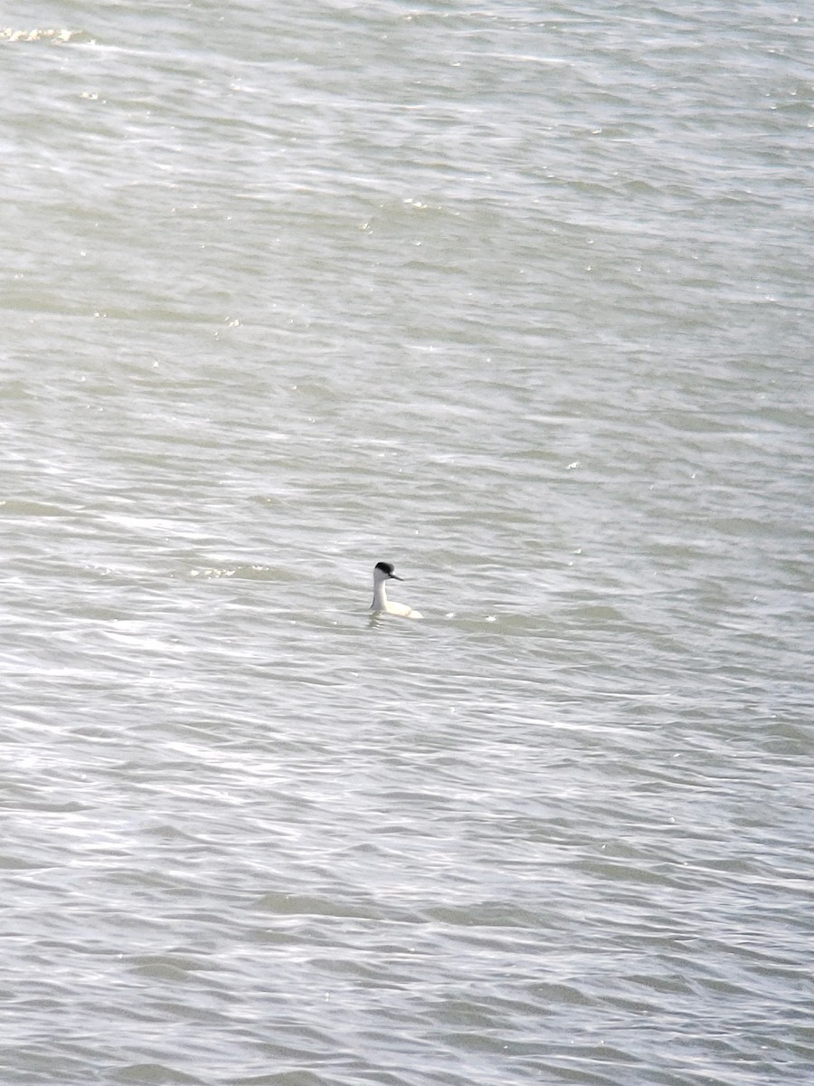 Western Grebe - ML616219558