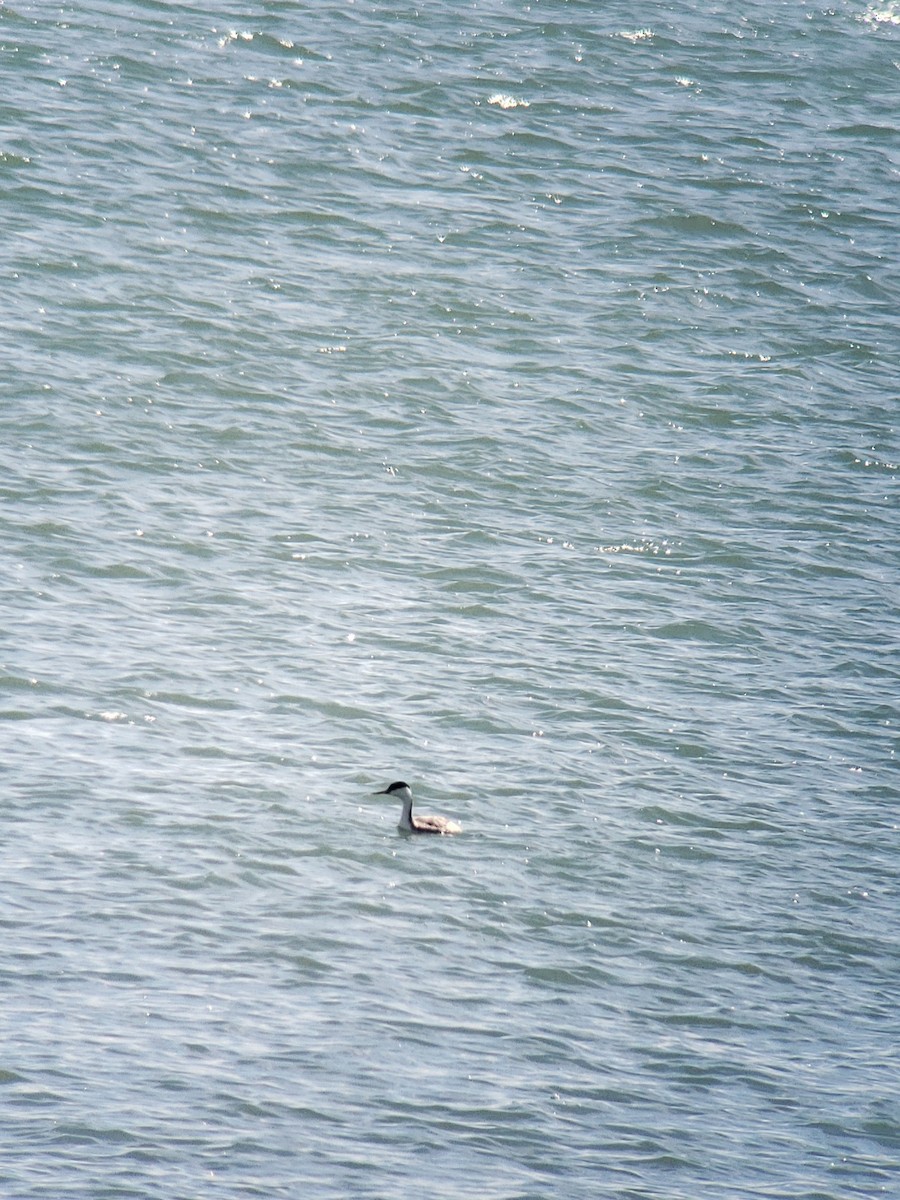 Western Grebe - ML616219559