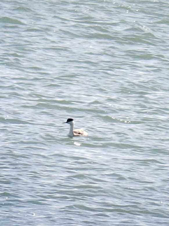 İnce Gagalı Batağan - ML616219560